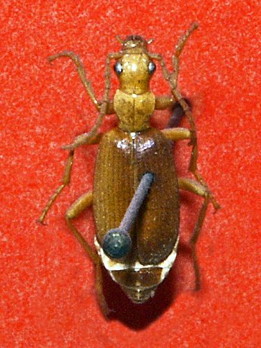 Brachinus crepitans